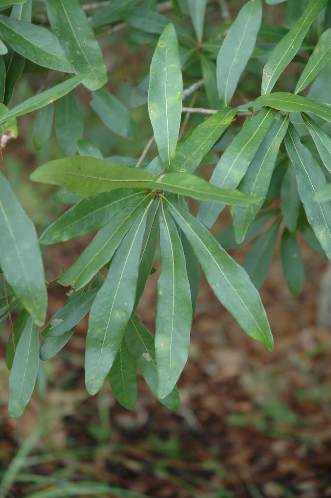 swamp_laurel_oak3